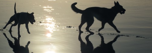 20120122_barkcity_012